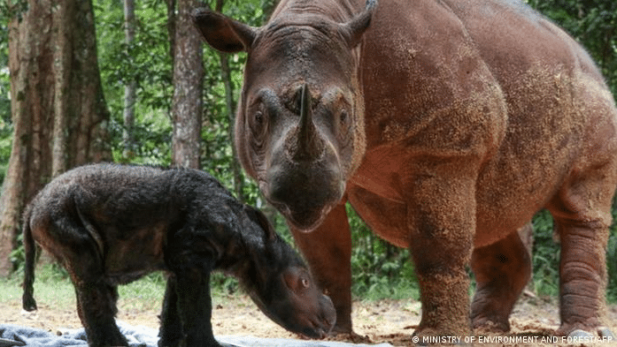 image rosa la hembra de rinoceronte de sumatra con su cria de rinoceronte recien