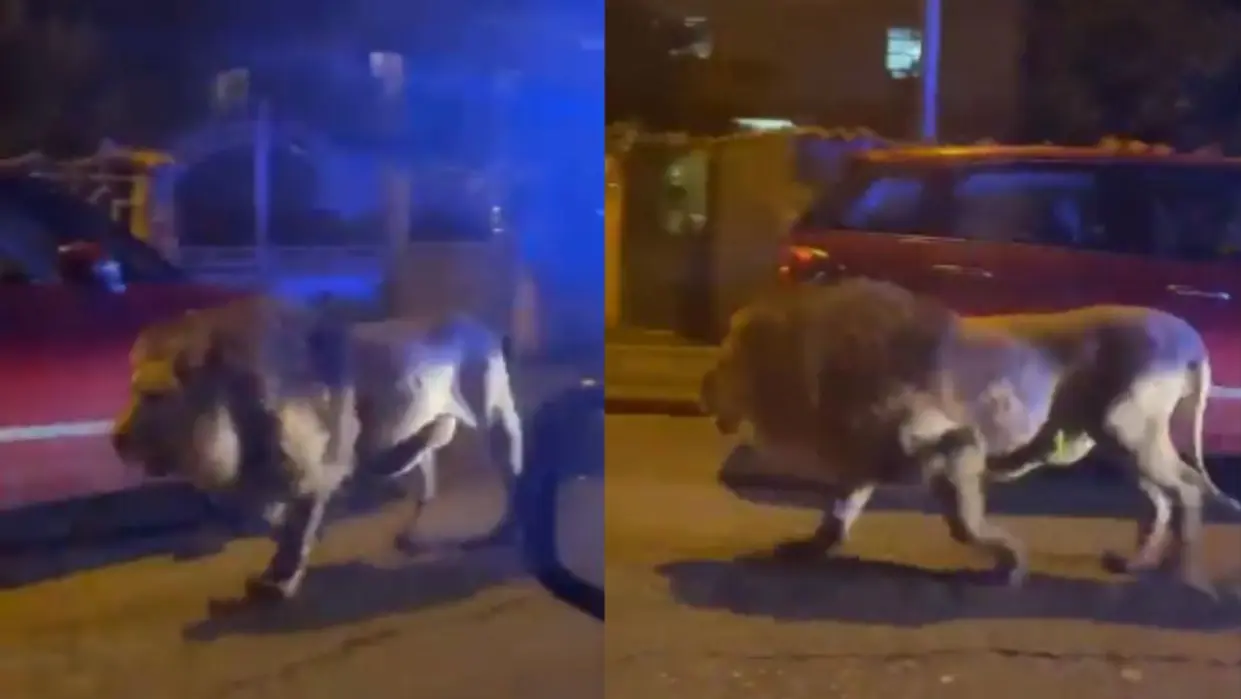 un_leon_se_escapa_de_un_circo_en_italia_y_se_pasea_entre_las_casas_eh