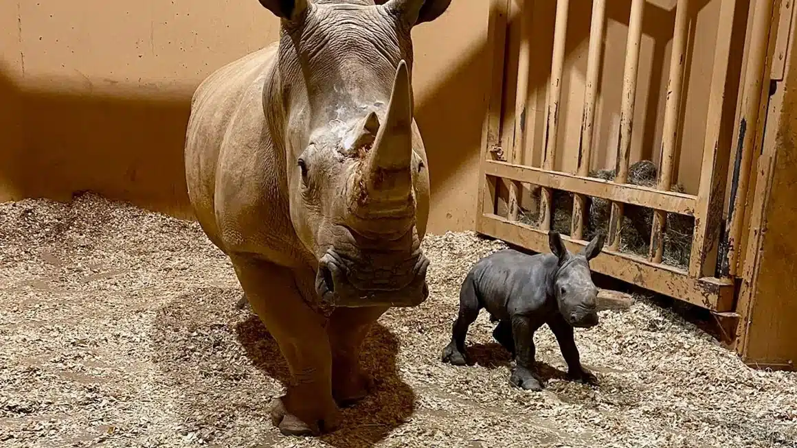 231225175435-southern-white-rhino-birth-atlanta-zoo