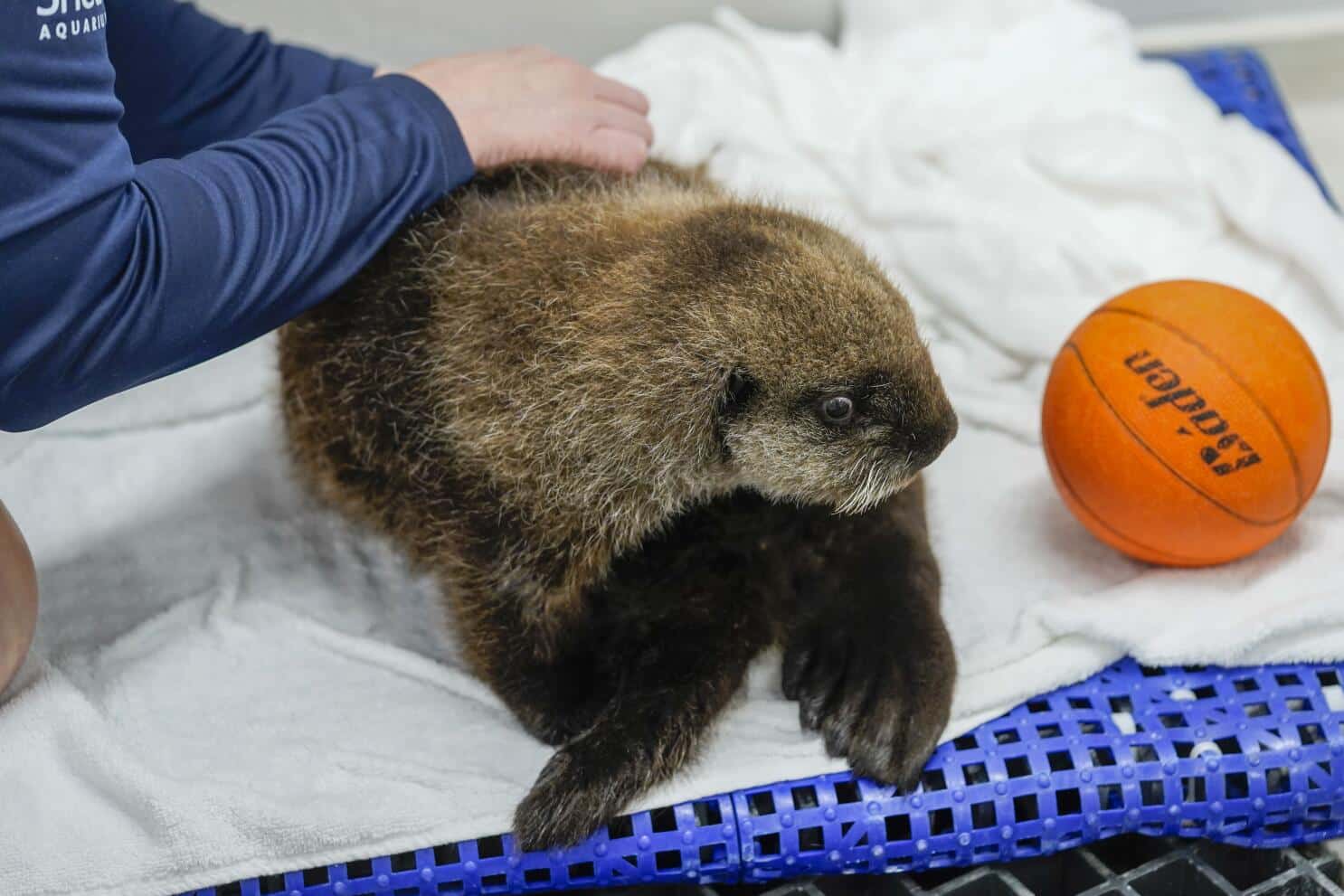 Tracy Deakins atiende a una nutria marina de ocho semanas rescatada en Seldovia, Alaska, en un recinto del Shedd Aquarium, el 6 de diciembre de 2023, en Chicago. (AP Foto/Erin Hooley)