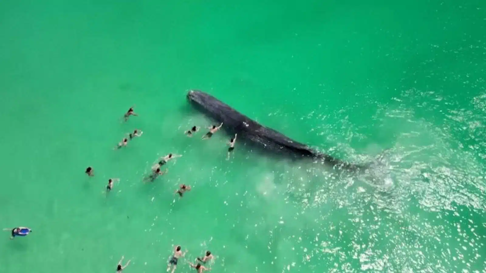 whale-perth-australia