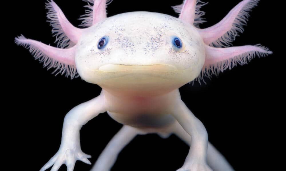 1vwydt3icc_axolotl_WWsummer2021