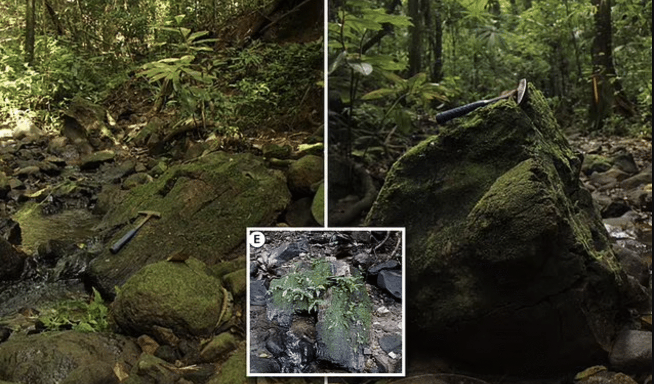 MISTERIOSO BOSQUE EN PANAMÁ