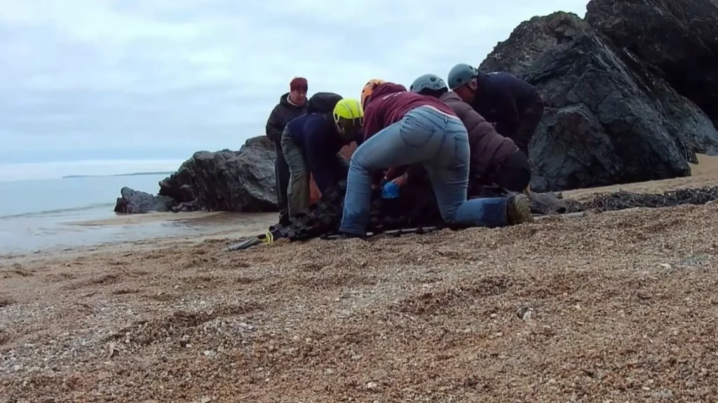 image emotivo rescate a una foca de mas de 200 kilos tras sufrir atrapada a un anillo de plastico durante 6 anos