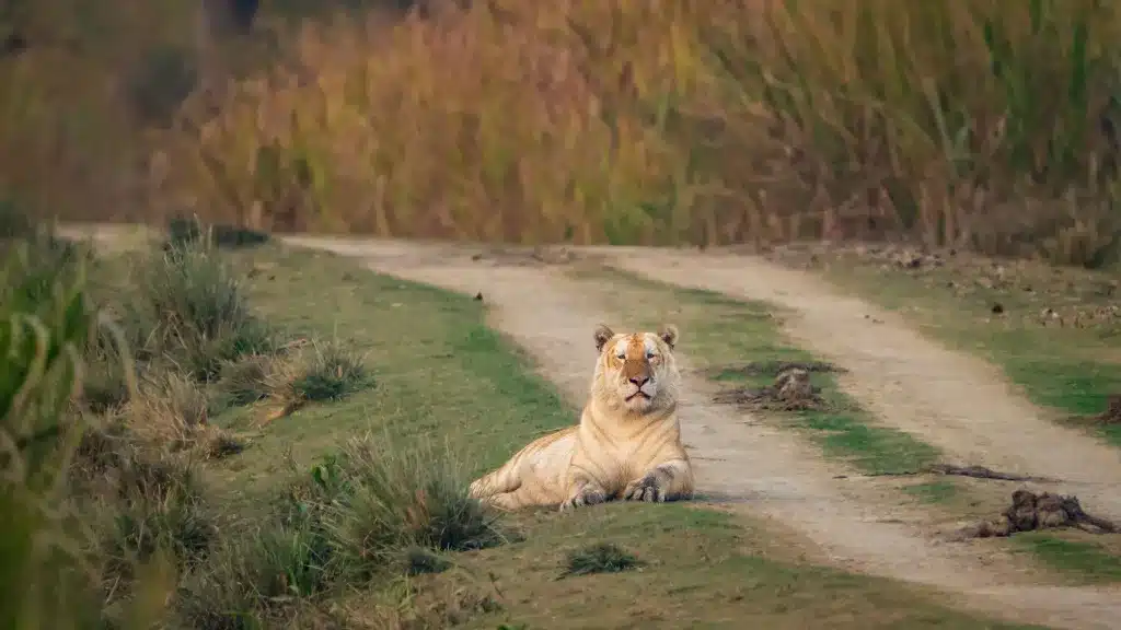 image 240214151532 01 golden tiger kaziranga 24012024