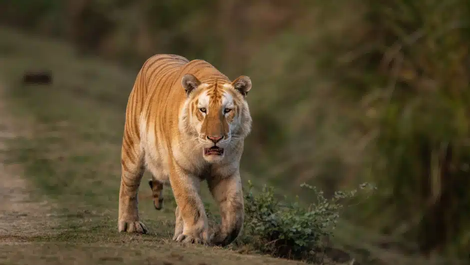 image 240214151539 02 golden tiger kaziranga 24012024