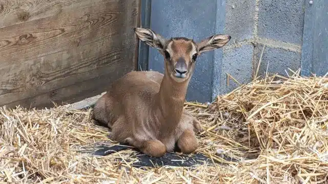 cria-de-gacela-nacida-en-el-zoo-de-barcelona