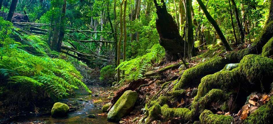 parque_nacional_garajonay-la_gomera_4