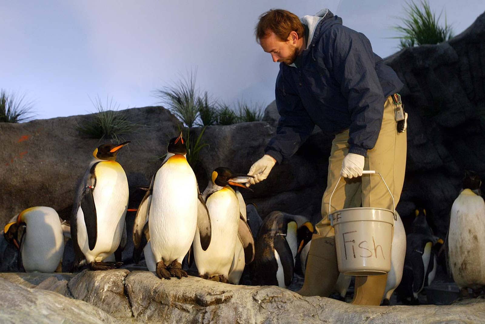 Pinguinos comiendo