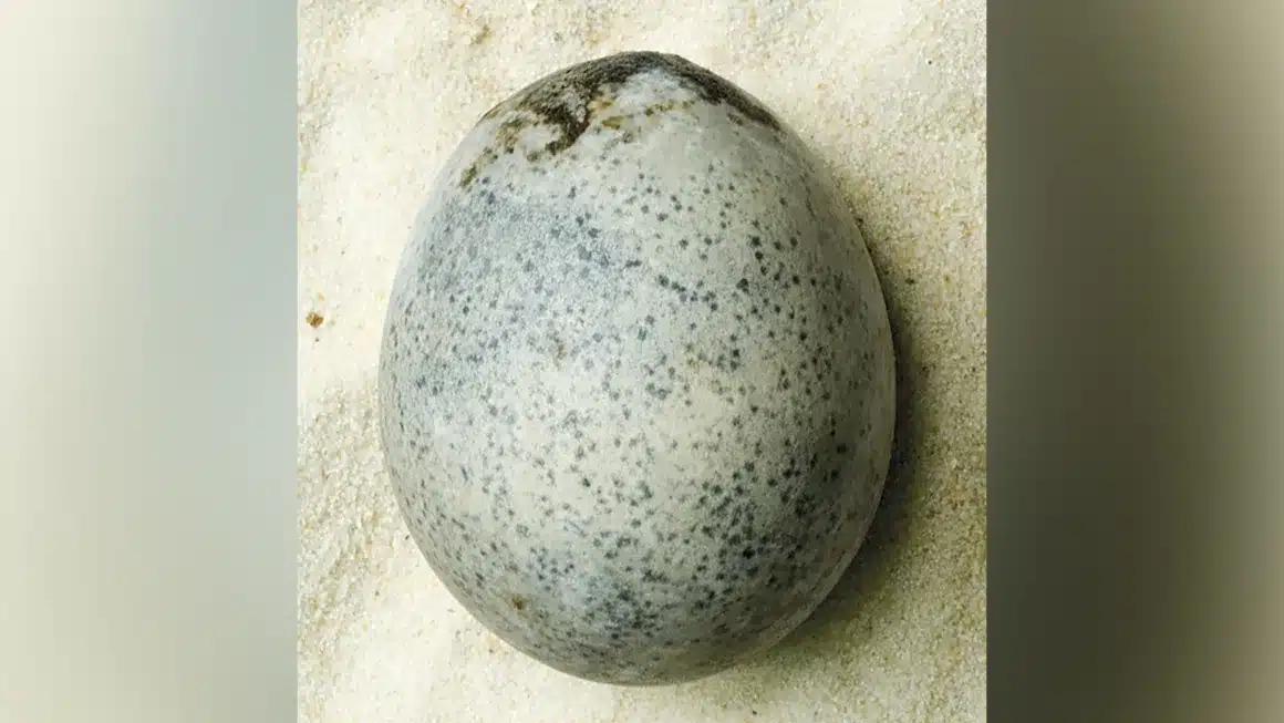 berryfields-roman-egg-copy