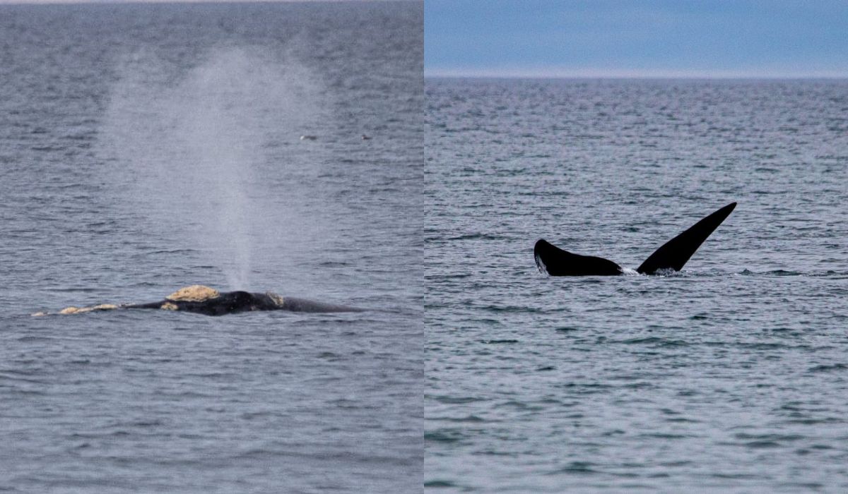 Puerto Madryn registran los primeros ejemplares de ballena franca austral de la temporada en el Área Natural Protegida El Doradillo-1