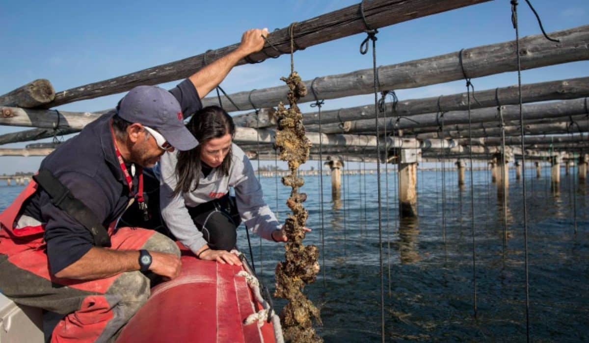 Transformación azul anuncian la apertura del primer Centro de Acuicultura Restaurativa del Mediterráneo para finales de 2024