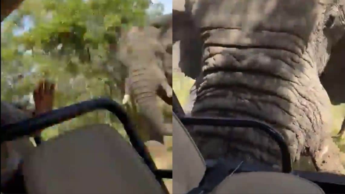 murio-una-turista-estadounidense-tras-ser-atacada-por-un-elefante-durante-un-safari-20240404-1780321