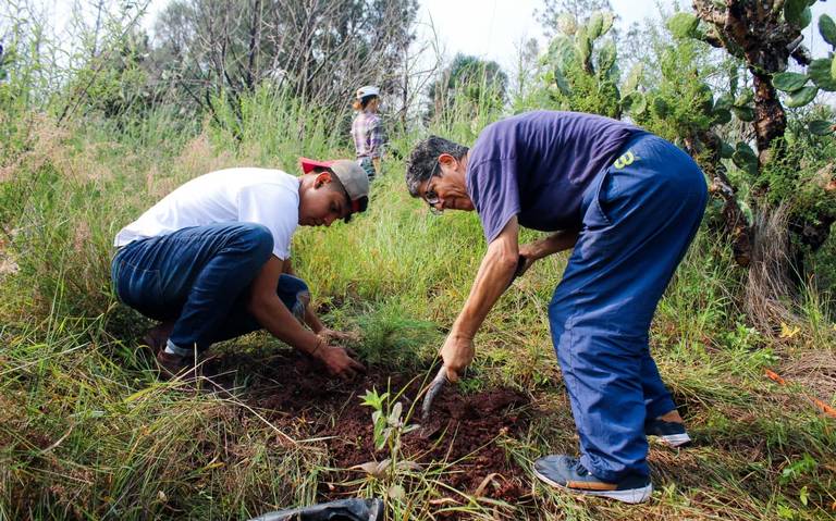 reforestación