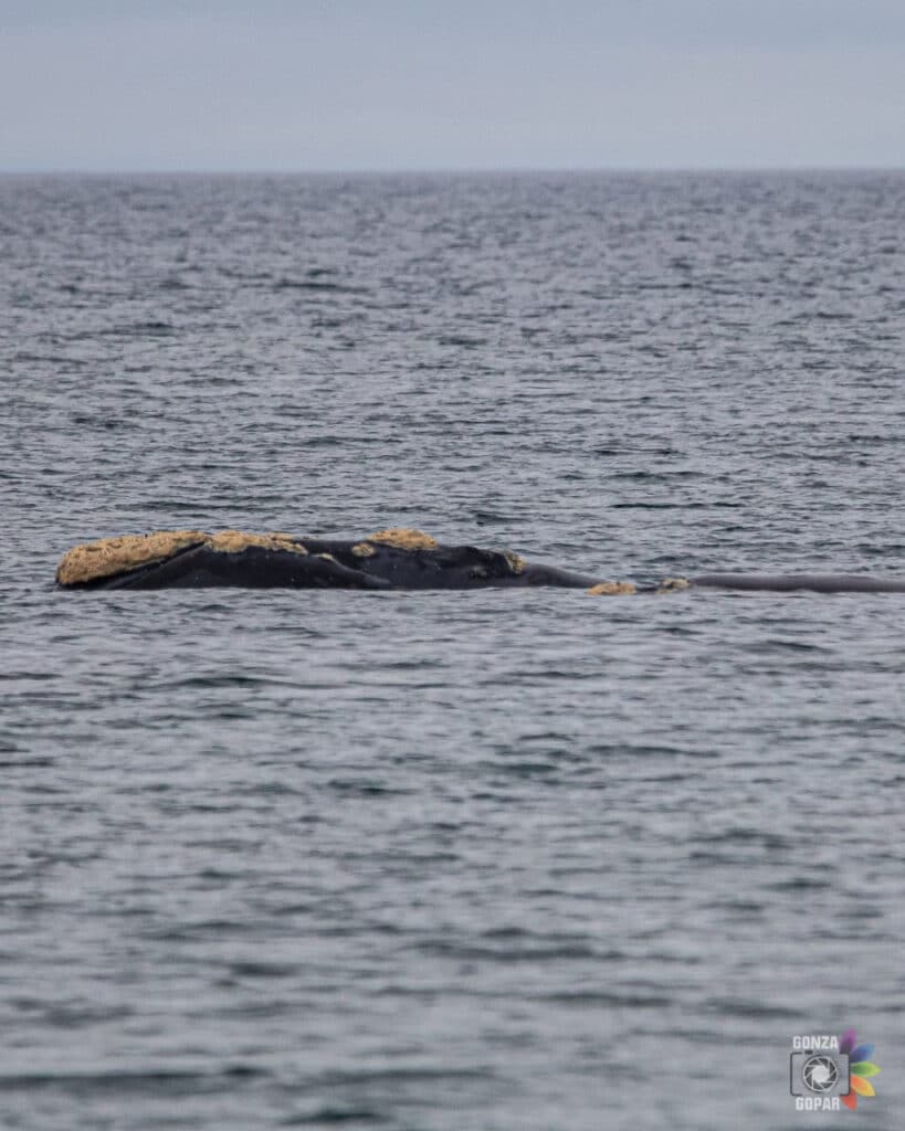 Puerto Madryn: registran los primeros ejemplares de ballena franca austral de la temporada en el Área Natural Protegida El Doradillo