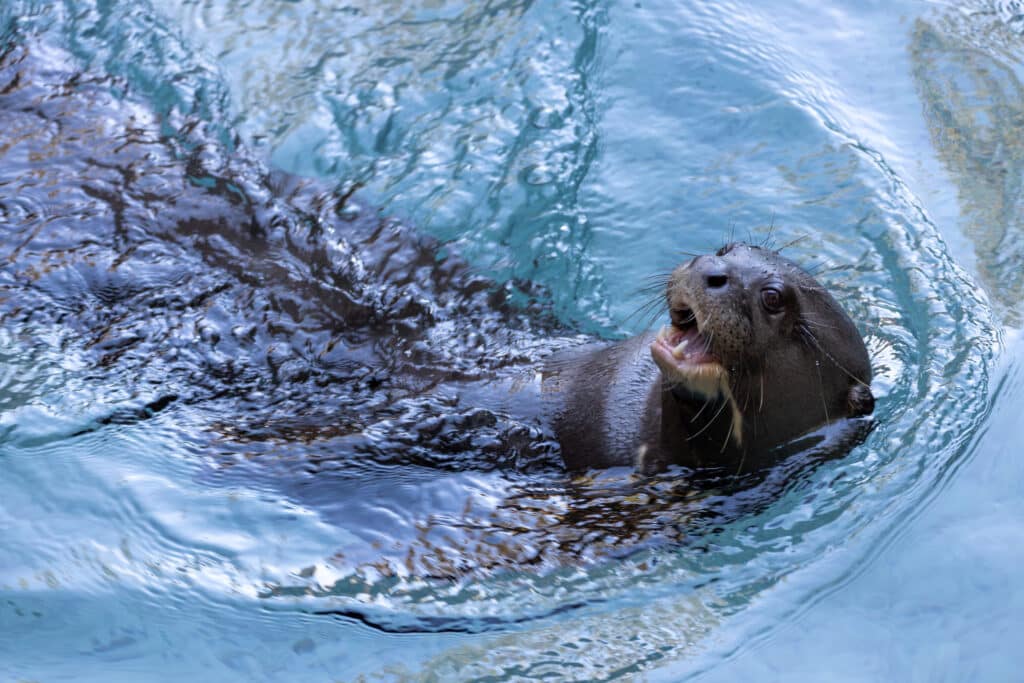 De Los Ángeles al noreste argentino: así fue el viaje de una nutria gigante que ayudará a reintroducir la especie en territorio nacional