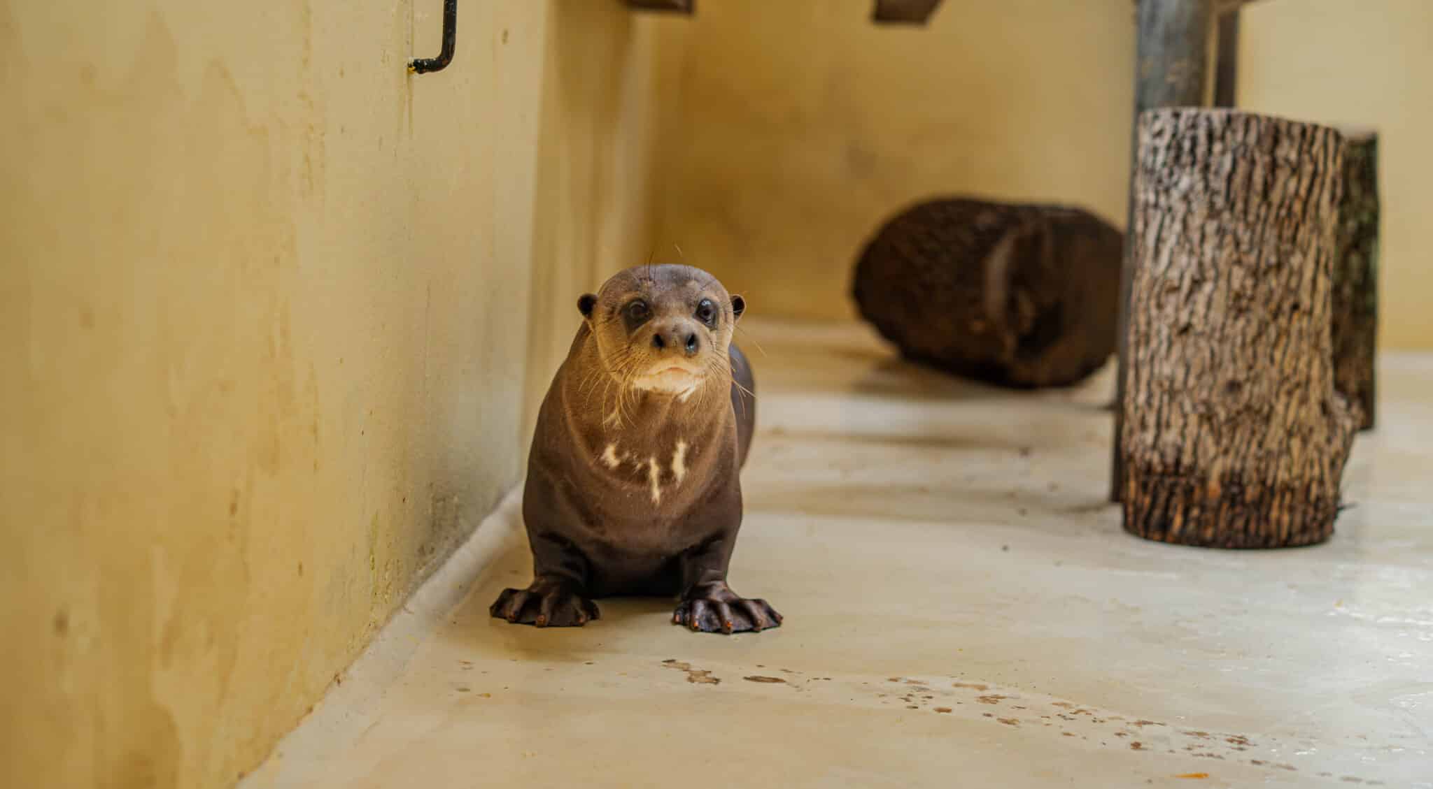 De Los Ángeles al noreste argentino así fue el viaje de una nutria gigante que ayudará a reintroducir la especie en territorio nacional