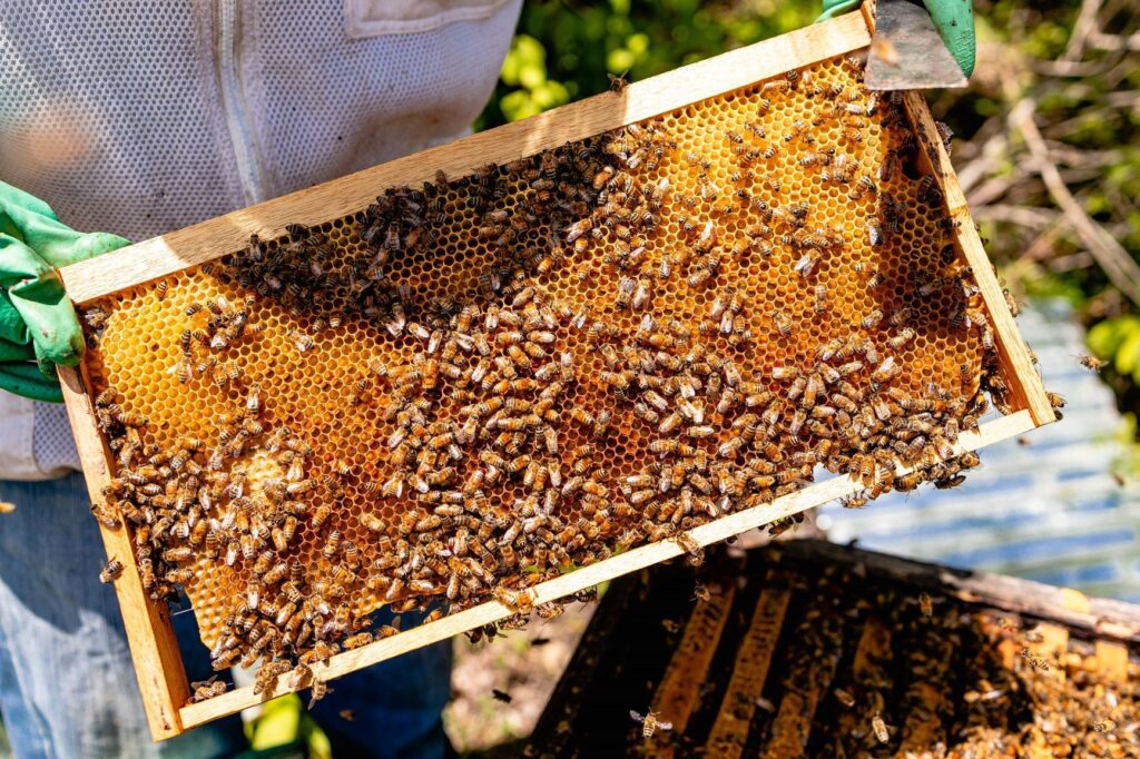 Día Mundial de las Abejas: iniciativas hoteleras en América Latina que enseñan la importancia de su conservación