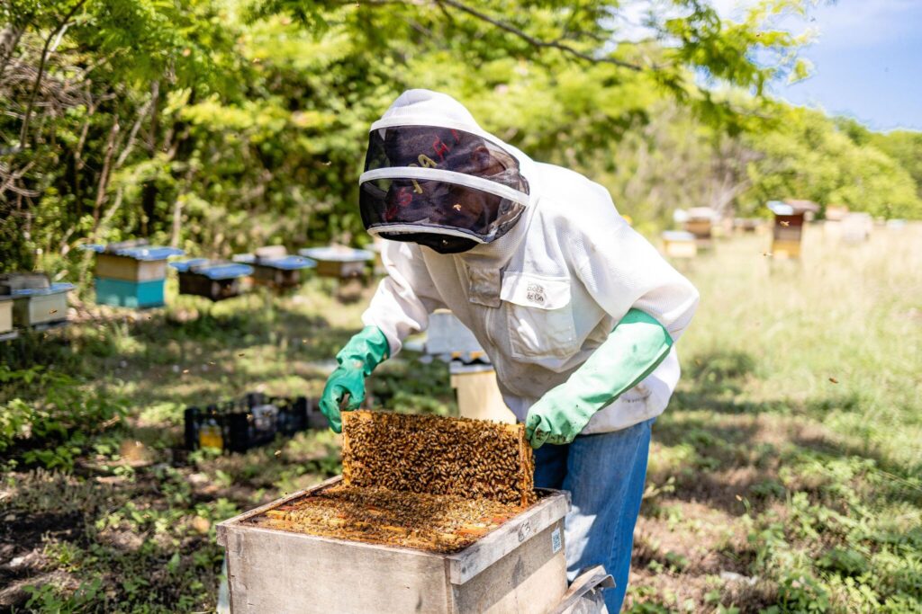 image Día Mundial de las Abejas Dia Mundial de las Abejas 4