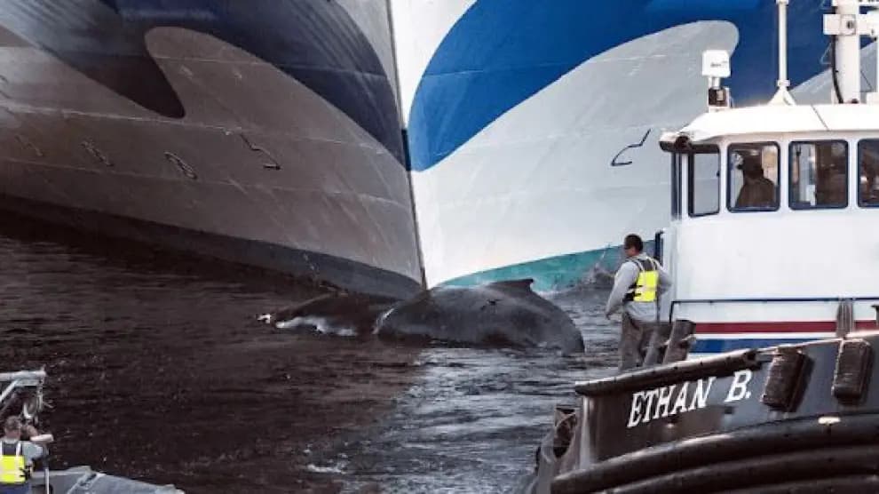 El choque entre un crucero y una ballena sei en Nueva York impulsa el reclamo de medidas de protección de ballenas