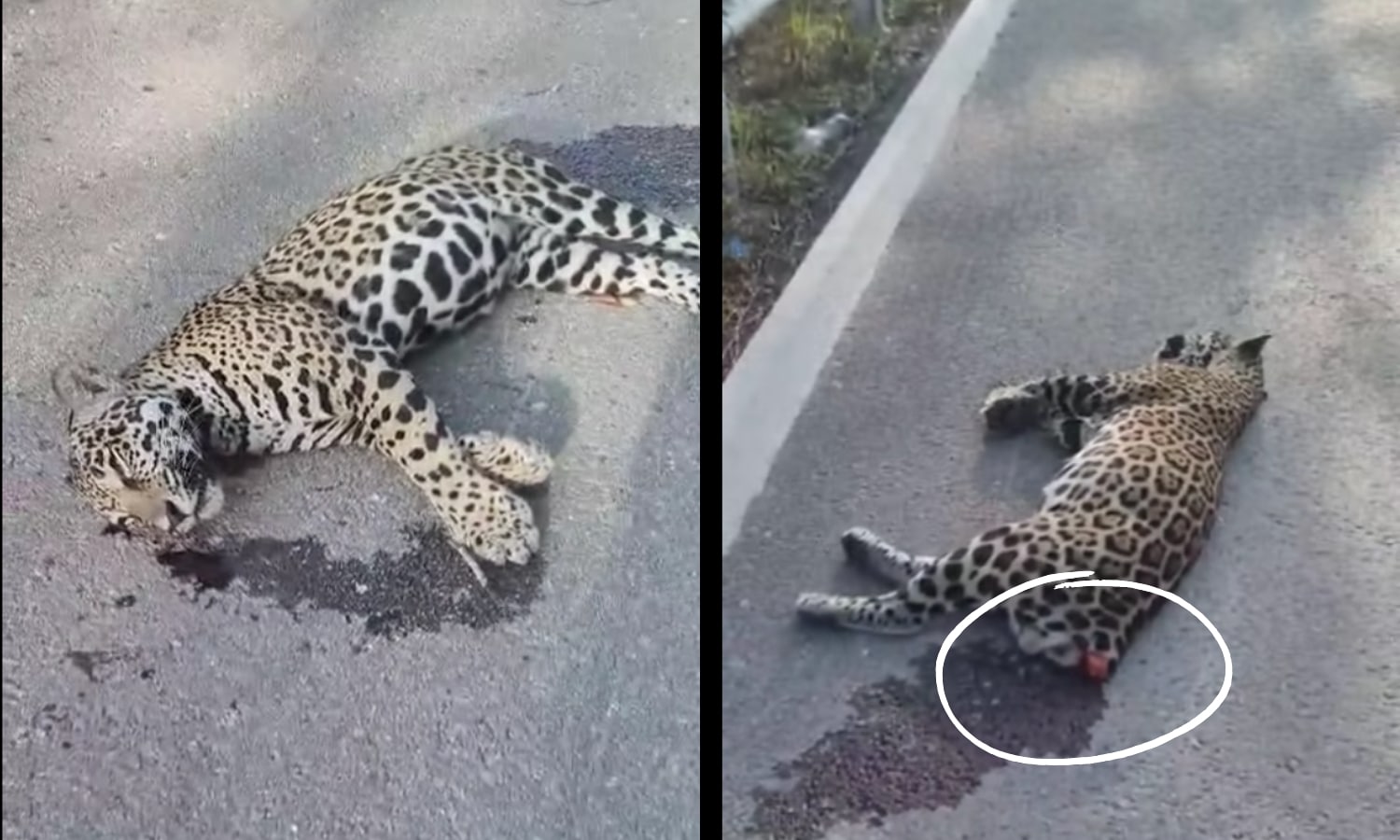 Jaguar asesinado Mexico