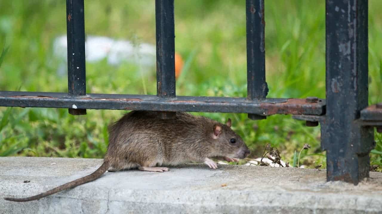 Nueva York, en alerta por su crisis de higiene autoridades anuncian una cumbre nacional sobre ratas urbanas en septiembre