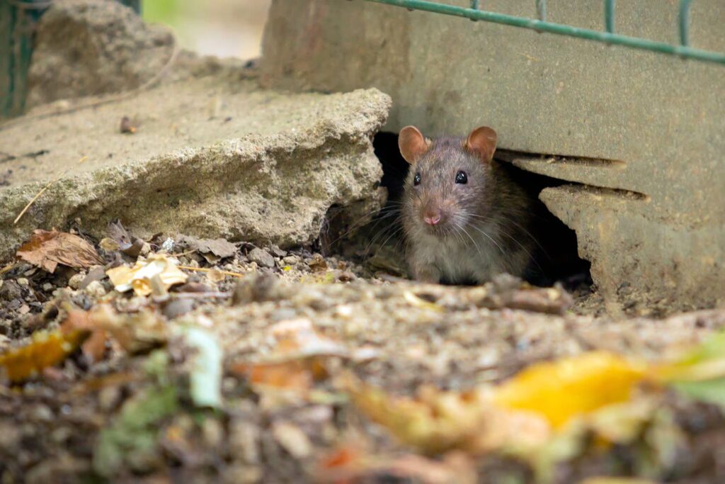 Nueva York, en alerta por su crisis de higiene: autoridades anuncian una cumbre nacional sobre ratas urbanas en septiembre