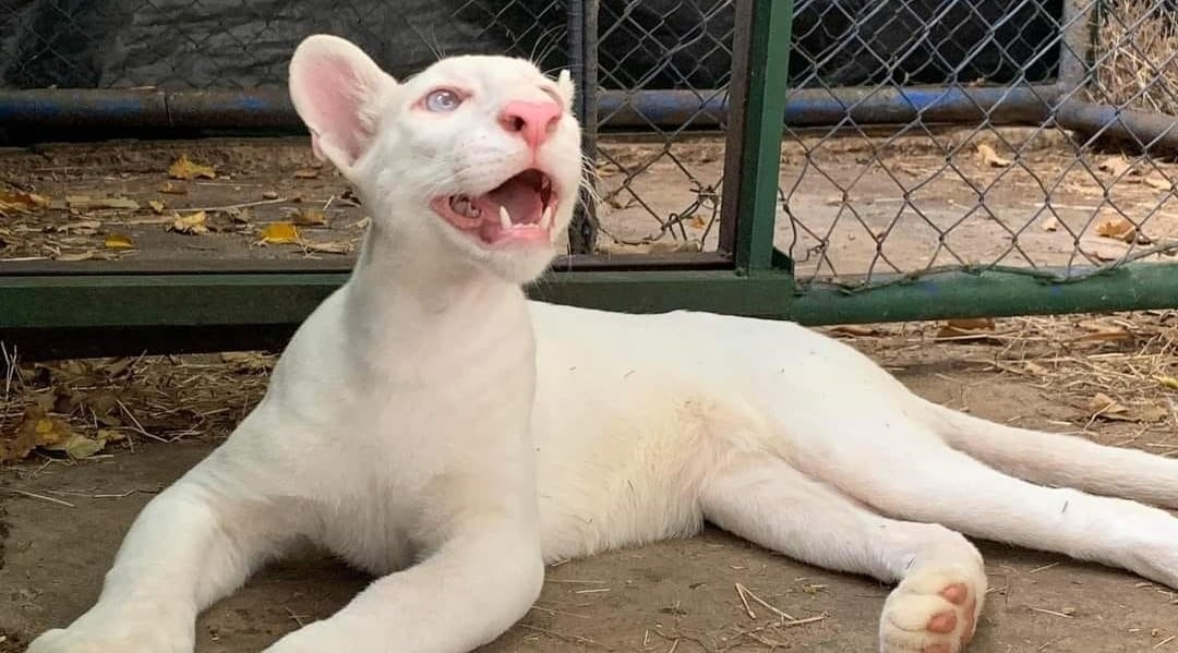 itzae-puma-albino-de-juigalpa