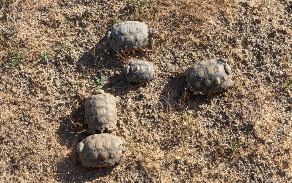 image tortugas del desierto reinsertadas en su habitat