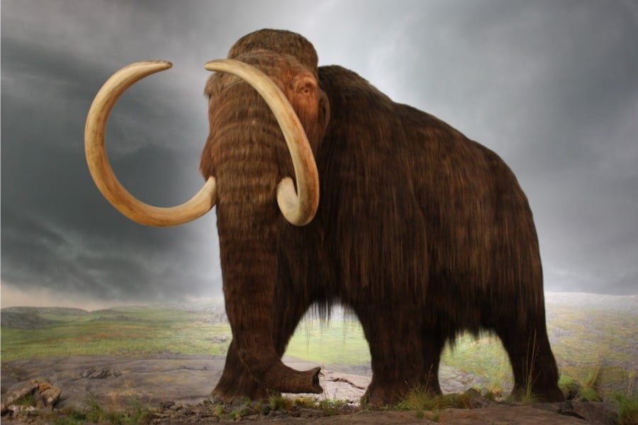 Mamut-01