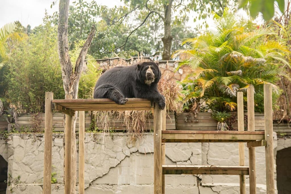 image zoológico de Medellín Parque de la conservacion Medellin 3