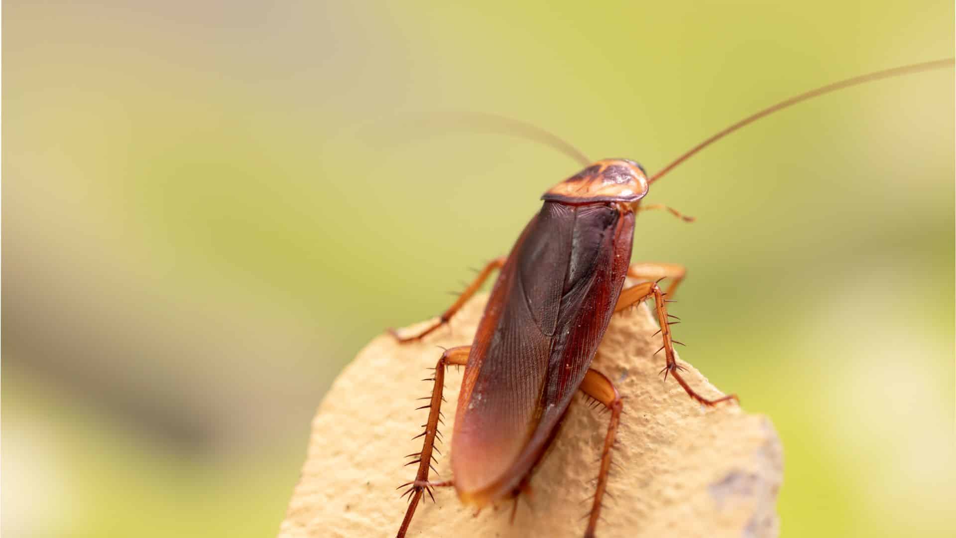 cucaracha