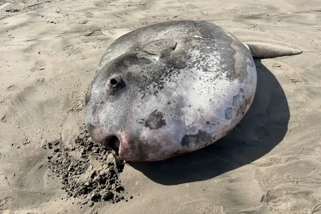 image pez luna oregon oceano