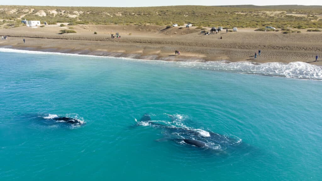 image viajes en crucero por Asia Como llegar a El Doradillo Puerto Madryn avistaje ballenas gratuito 1