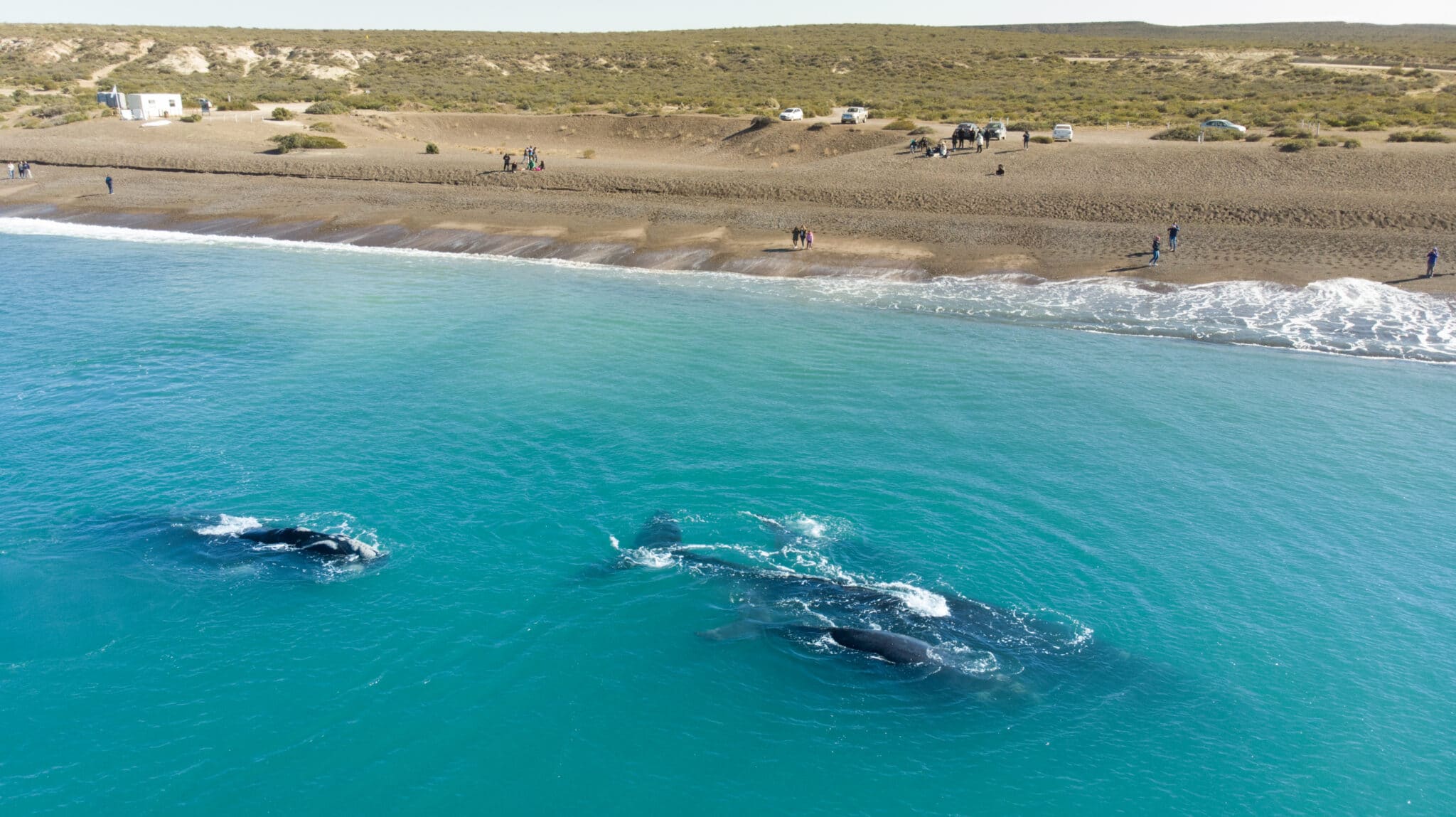 Cómo-llegar-a-El-Doradillo-Puerto-Madryn-avistaje-ballenas-gratuito-1