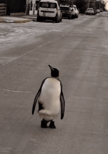 image Frio polar frio extremo en Tierra del Fuego solo los pinguinos salieron a la calle pinguino emperador