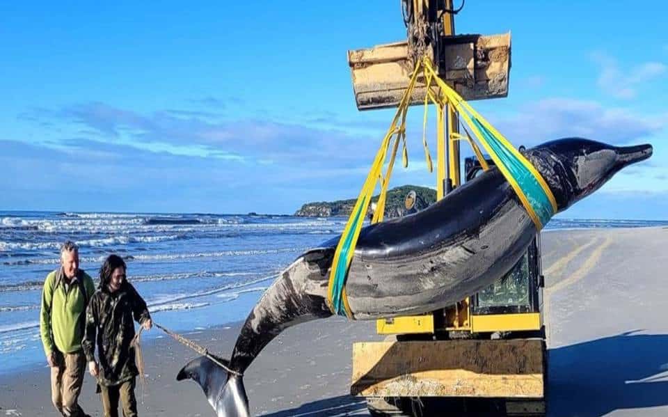 ballenas con dientes de pala