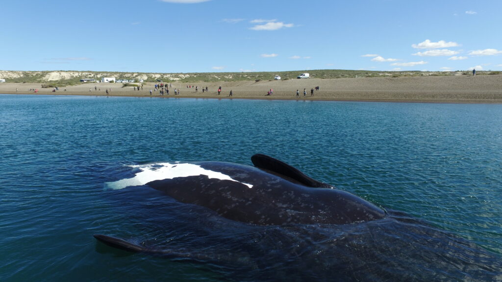 Cómo llegar a El Doradillo, la playa a pocos km de Puerto Madryn que ofrece avistaje de ballenas gratuito