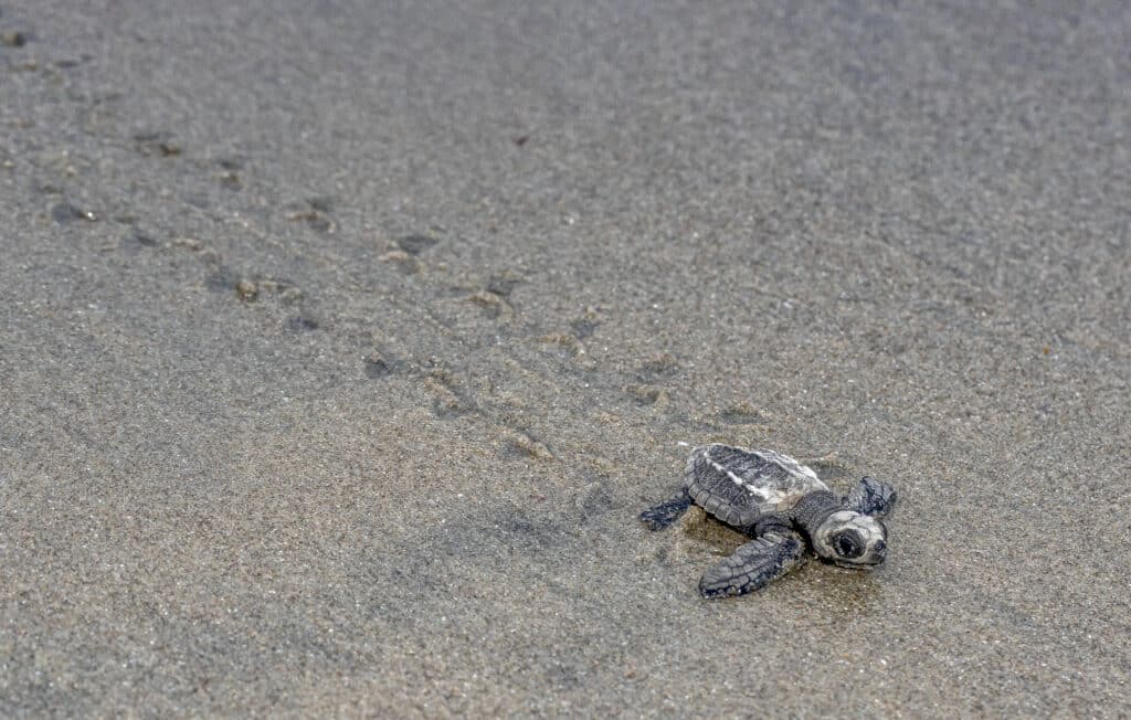 image Ecoturismo en Panamá Olive Ridley turtle hatchling 1