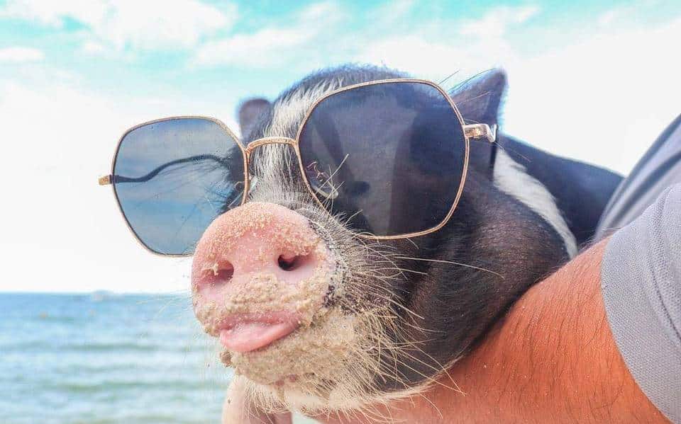 Playa pig2