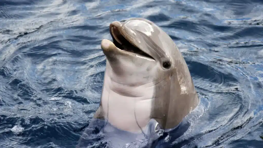 Un delfín ataca a bañistas en Japón y los especialistas creen que se siente solo y busca atención image animales el puerto de santa maria la jungla social 241487572 248699572 1706x960
