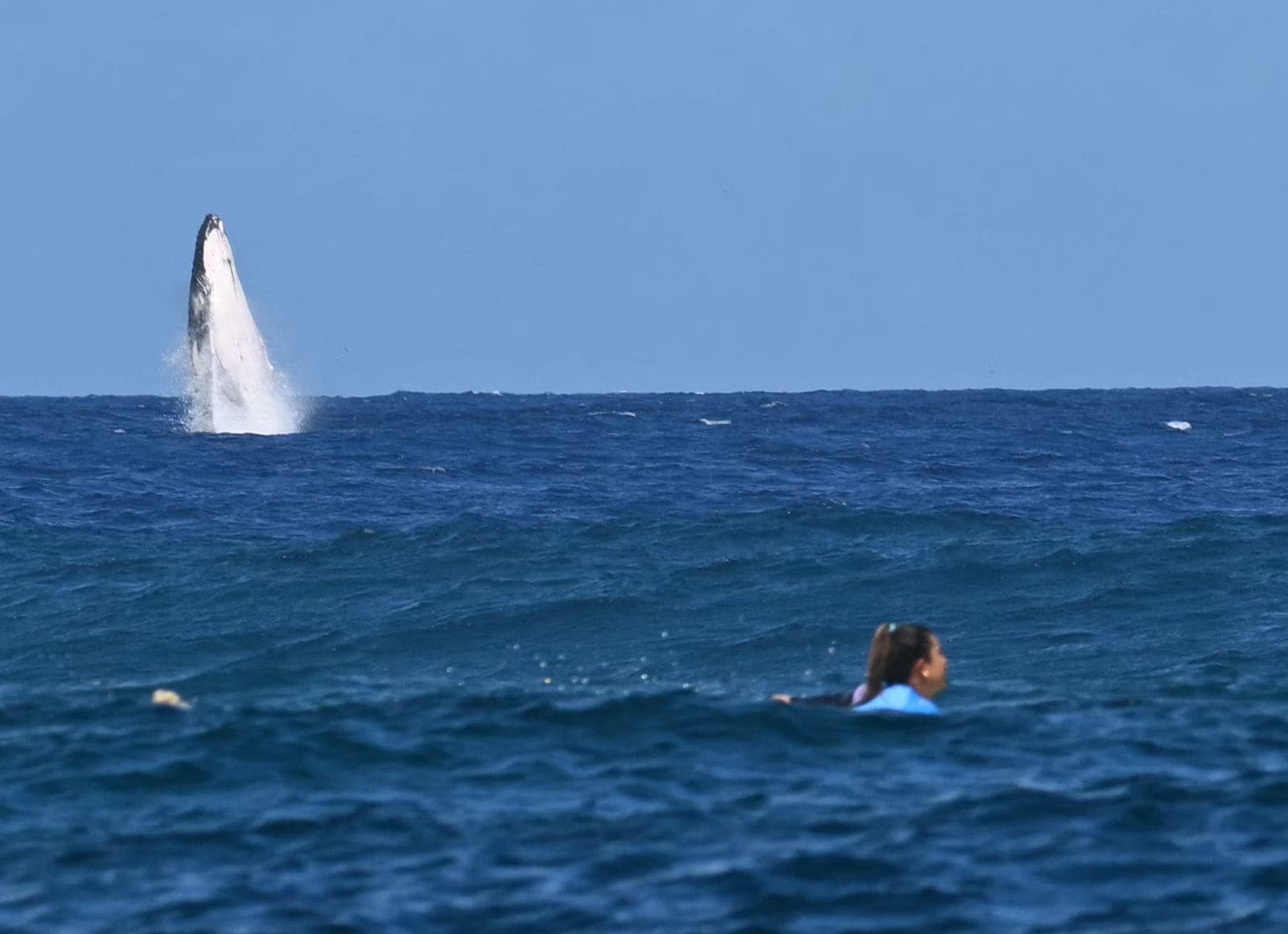 ballena-surf