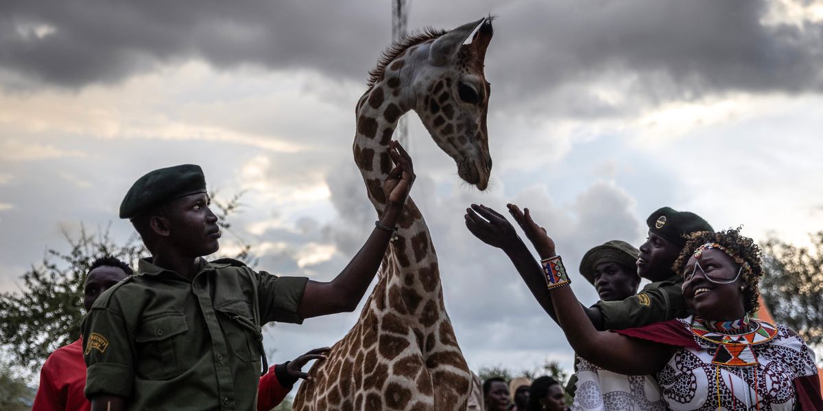 playground-jirafas-hicieron-la-paz-indigenas-en-africa-2024-2