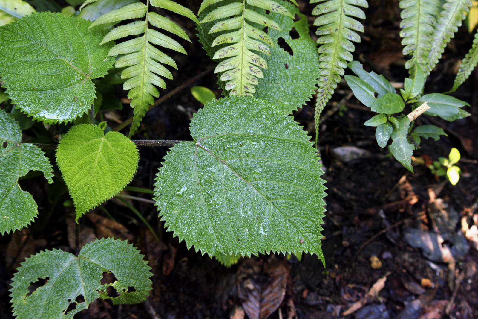 Dendrocnide moroides planta venenosa