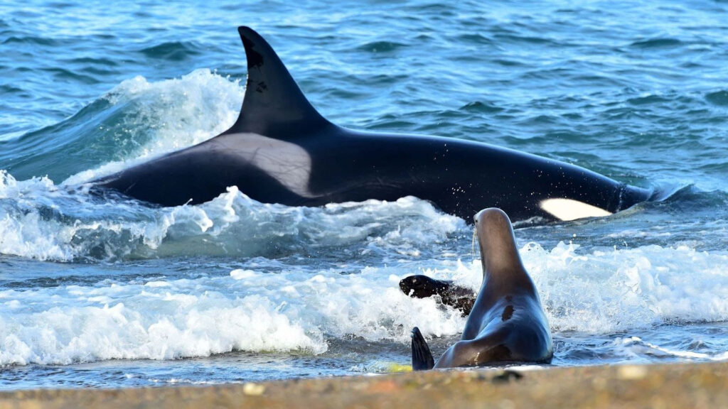 image Argentina Puerto Madryn turismo septiembre fauna 4