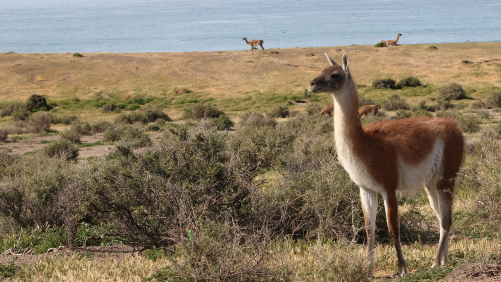 image Argentina Puerto Madryn turismo septiembre fauna 5