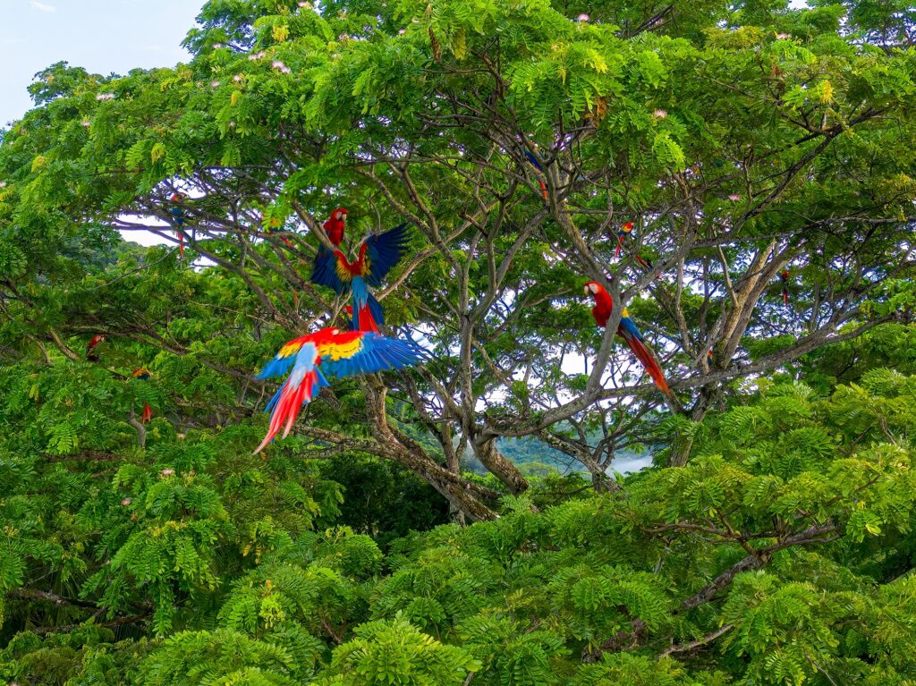 image Viaje de naturaleza en Costa Rica Guacamayas Los Suenos Marriott