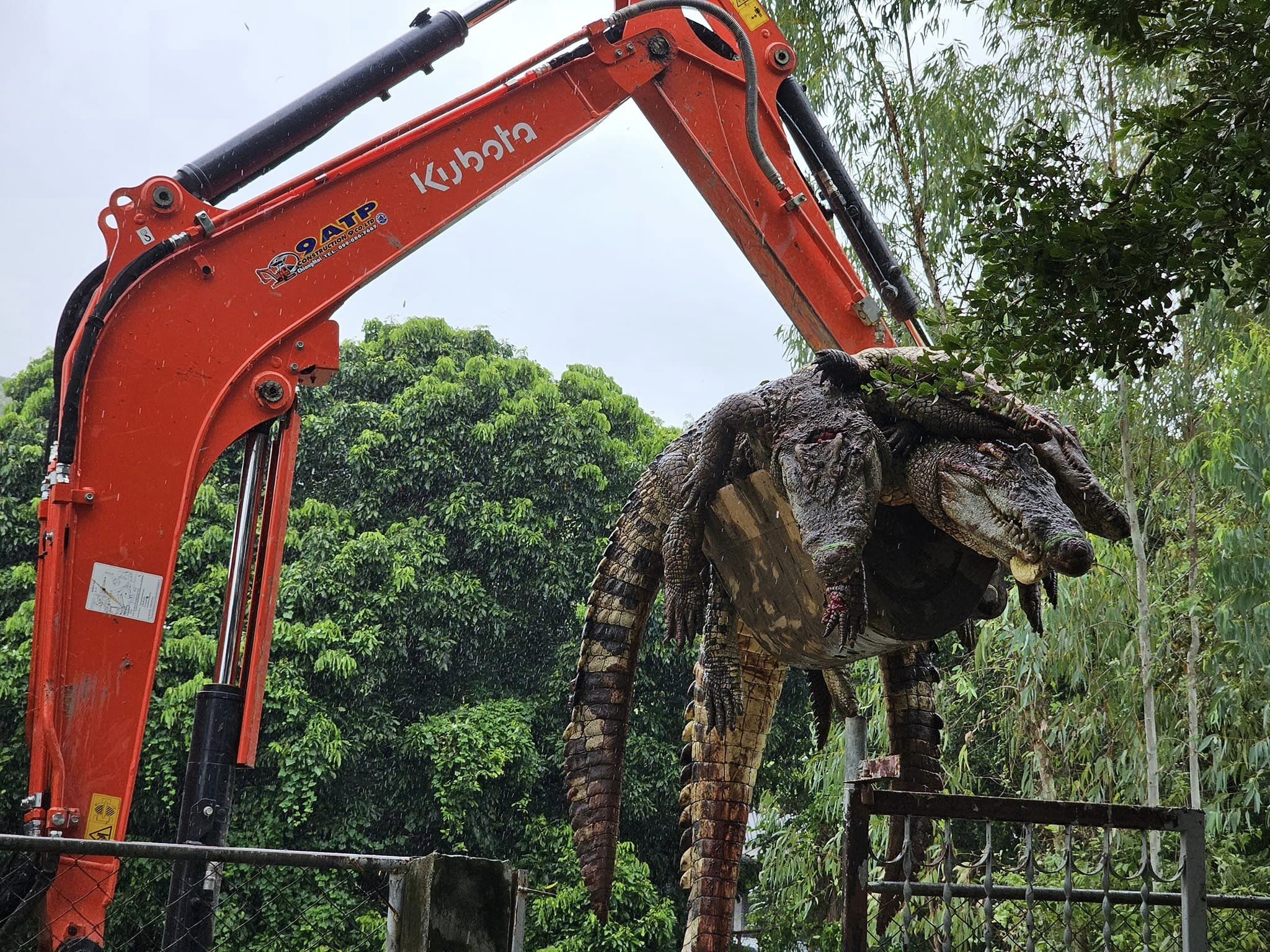 Un criadero de cocodrilos confirmó este martes que ha tenido que sacrificar a 125 de estos reptiles ante el temor de que se escaparan después de que las inundaciones erosionaron un muro del recinto. "Hay más de 700 cocodrilos en total en la granja. Decidimos sacrificar a 125 cocodrilos (adultos)", explicó a EFE por teléfono Natthapak Khumkad, que sacrificó ayer los cocodrilos en su criadero en la provincia de Lamphun (norte). "Las fuertes lluvias provocaron la erosión del muro, haciéndolo más vulnerable al derrumbe, lo que podría suponer un peligro para los vecinos", agregó el tailandés. EFE/ Natthapak Khumkad, dueño de la granja Crocodile Lamphun SOLO USO EDITORIAL/SOLO DISPONIBLE PARA ILUSTRAR LA NOTICIA QUE ACOMPAÑA (CRÉDITO OBLIGATORIO)