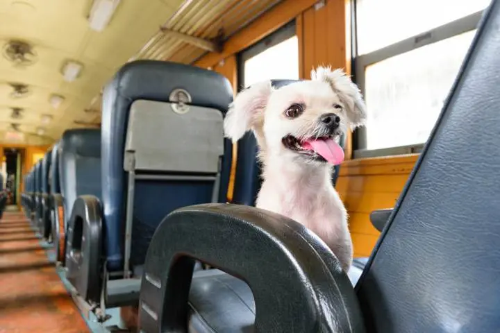 como-puedo-viajar-con-una-mascota-1