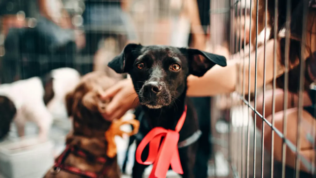 image prohibida venta perros gatos hurones tiendas multas 200000 euros 98 2